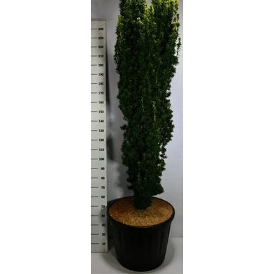 Idegran – Taxus baccata 'Fastigiata Aurea' - C130 300-350 cm. Sol